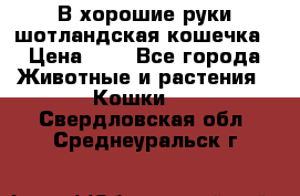 В хорошие руки шотландская кошечка › Цена ­ 7 - Все города Животные и растения » Кошки   . Свердловская обл.,Среднеуральск г.
